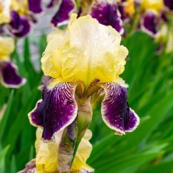Iris x germanica ‘Nibelungen’ - Nőszirom