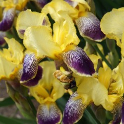 Iris x germanica ‘Nibelungen’ - Nőszirom