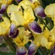 Iris x germanica ‘Nibelungen’ - Nőszirom