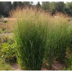 Panicum virgatum 'Nican' - Vesszős köles