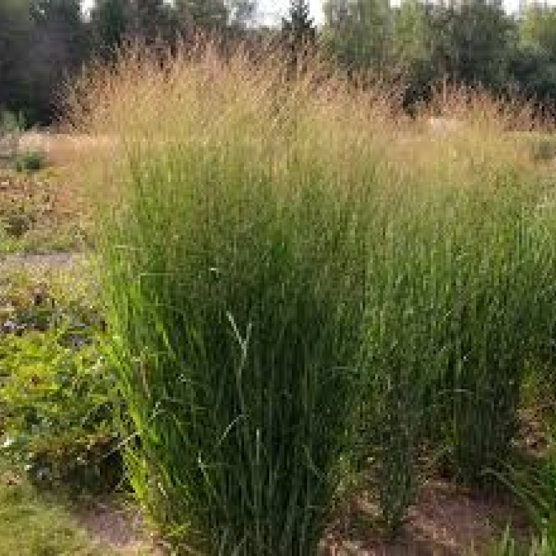 Panicum virgatum 'Nican' - Vesszős köles