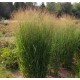 Panicum virgatum 'Nican' - Vesszős köles
