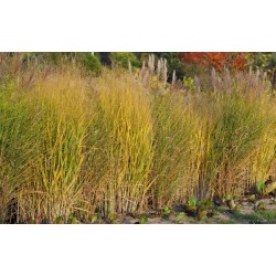 Panicum virgatum 'Nican' - Vesszős köles