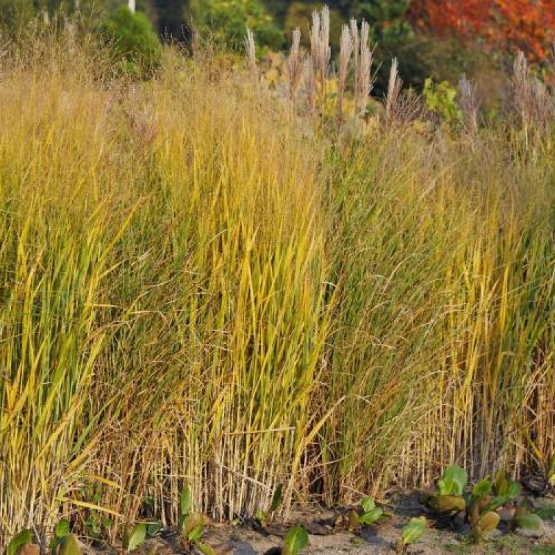 Panicum virgatum 'Nican' - Vesszős köles