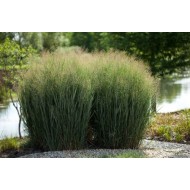Panicum virgatum 'Nican' - Vesszős köles