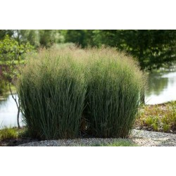 Panicum virgatum 'Nican' - Vesszős köles