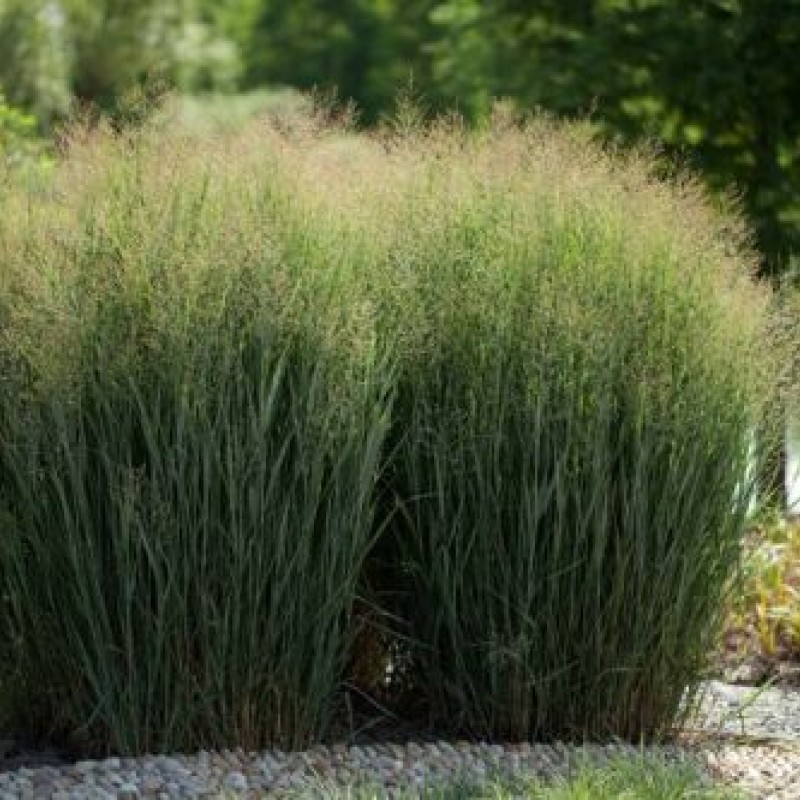 Panicum virgatum 'Nican' - Vesszős köles