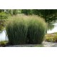 Panicum virgatum 'Nican' - Vesszős köles