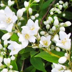 Deutzia gracilis 'Nikko' – törpe gyöngyvirágcserje