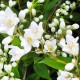 Deutzia gracilis 'Nikko' – törpe gyöngyvirágcserje