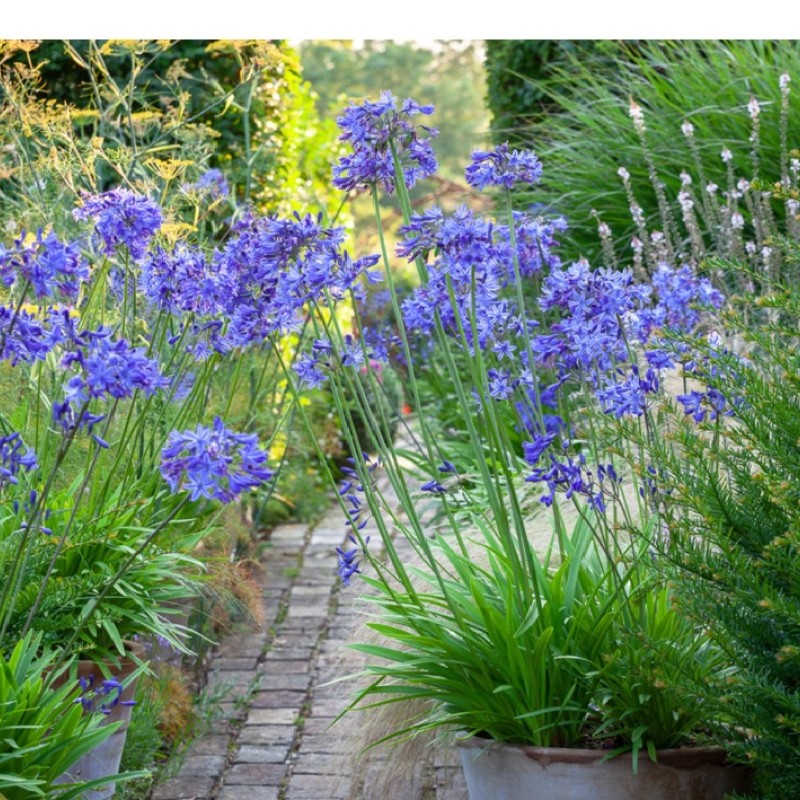 Agapanthus ‘Northern Star’
