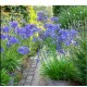 Agapanthus ‘Northern Star’