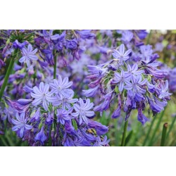 Agapanthus ‘Northern Star’
