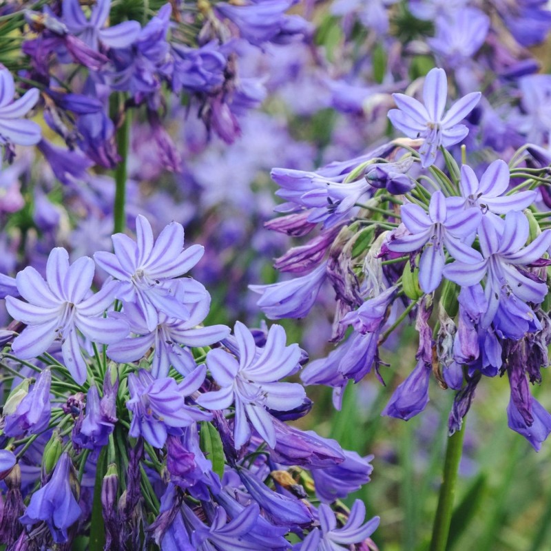 Agapanthus ‘Northern Star’