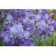 Agapanthus ‘Northern Star’