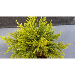 Veronica sect. Hebe 'Golden Nugget' – aranylombú veronikacserje