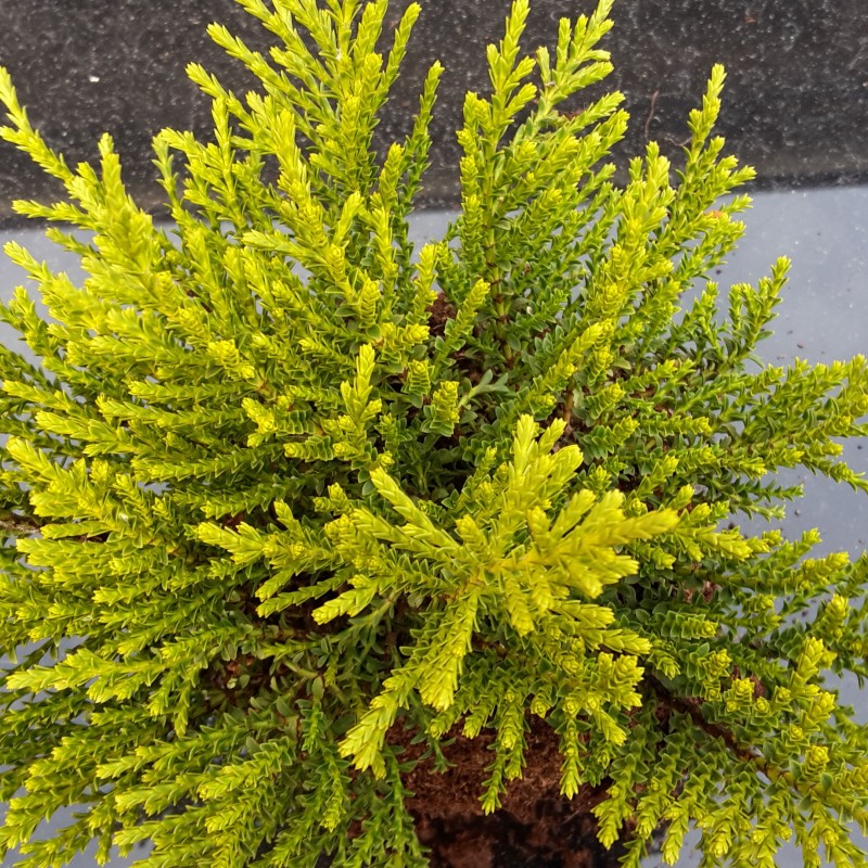 Veronica sect. Hebe 'Golden Nugget' – aranylombú veronikacserje