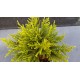 Veronica sect. Hebe 'Golden Nugget' – aranylombú veronikacserje