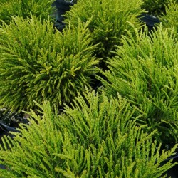 Veronica sect. Hebe 'Golden Nugget' – aranylombú veronikacserje