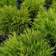 Veronica sect. Hebe 'Golden Nugget' – aranylombú veronikacserje