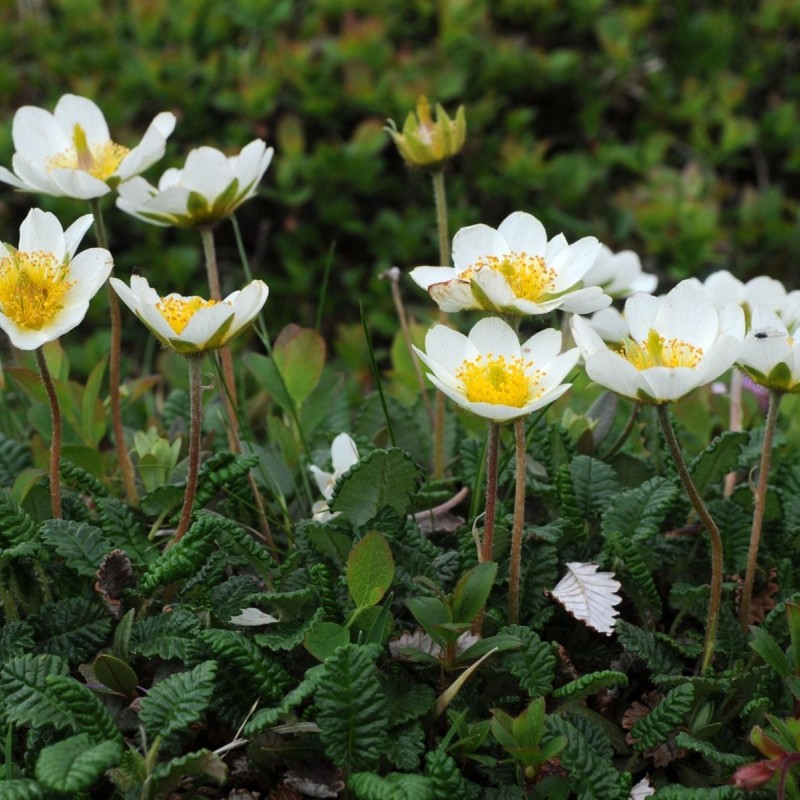 Dryas octopetala – havasi naprózsa