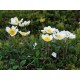 Dryas octopetala – havasi naprózsa