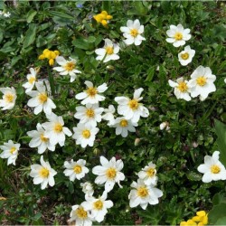 Dryas octopetala – havasi naprózsa