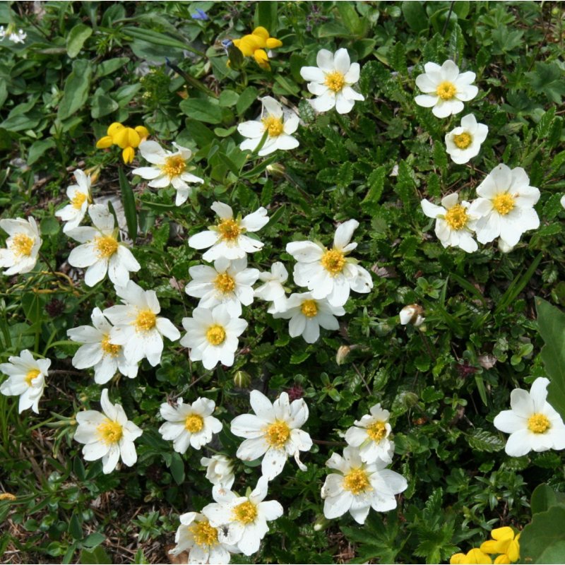 Dryas octopetala – havasi naprózsa