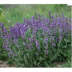Salvia officinalis – Orvosi zsálya