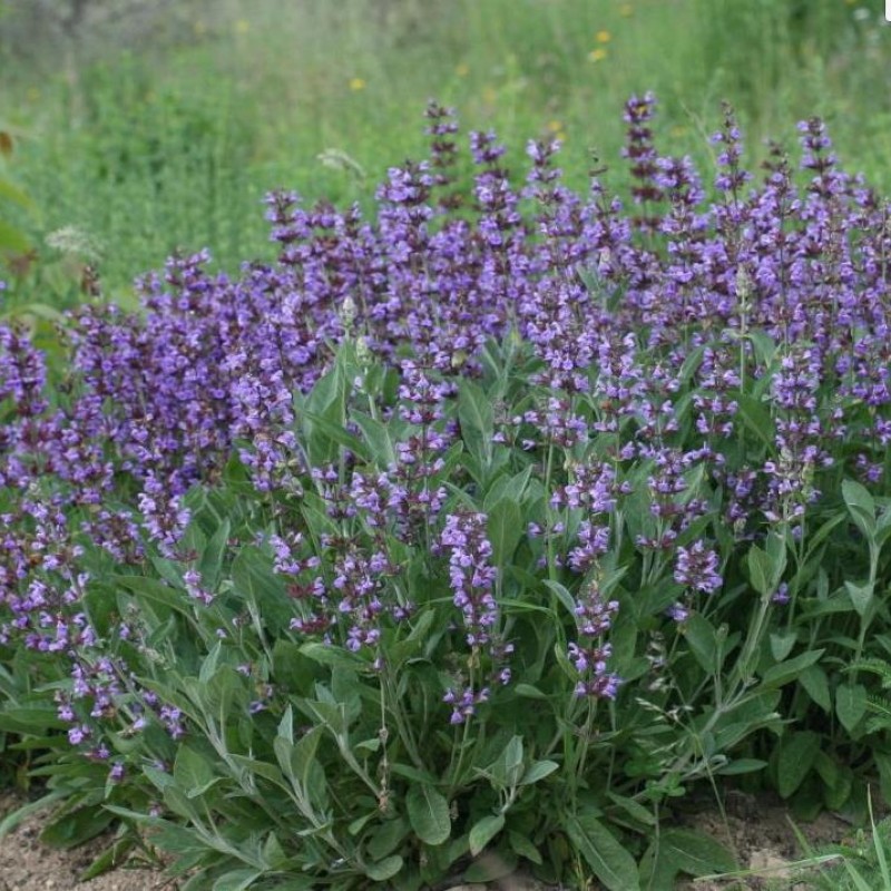 Salvia officinalis – Orvosi zsálya