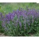 Salvia officinalis – Orvosi zsálya