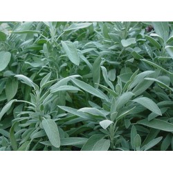 Salvia officinalis – Orvosi zsálya
