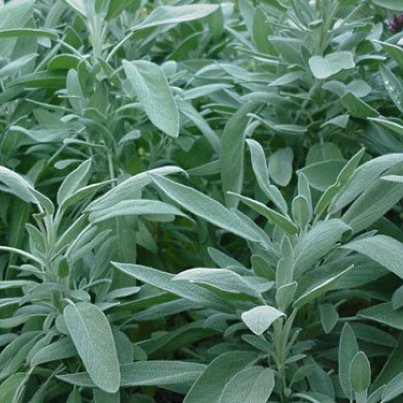 Salvia officinalis – Orvosi zsálya