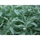 Salvia officinalis – Orvosi zsálya