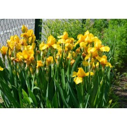 Iris x barbata 'Ola Kala' - Nőszirom