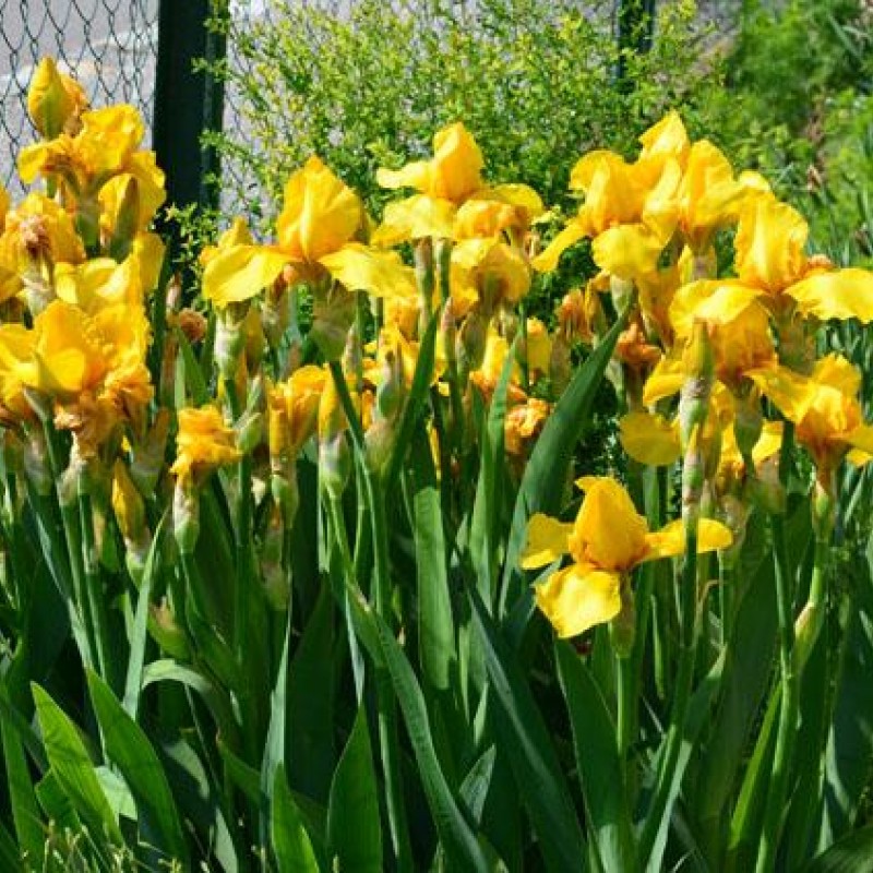 Iris x barbata 'Ola Kala' - Nőszirom