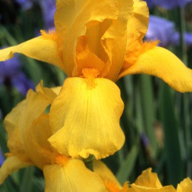 Iris x barbata 'Ola Kala' - Nőszirom