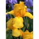 Iris x barbata 'Ola Kala' - Nőszirom