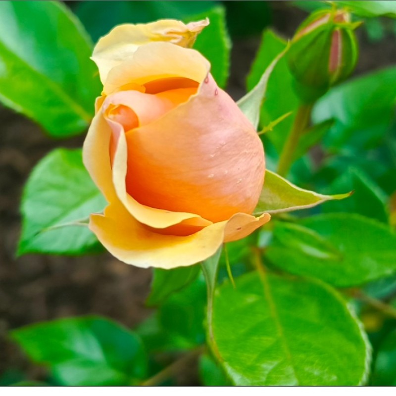 Olympic Palace Park rózsa