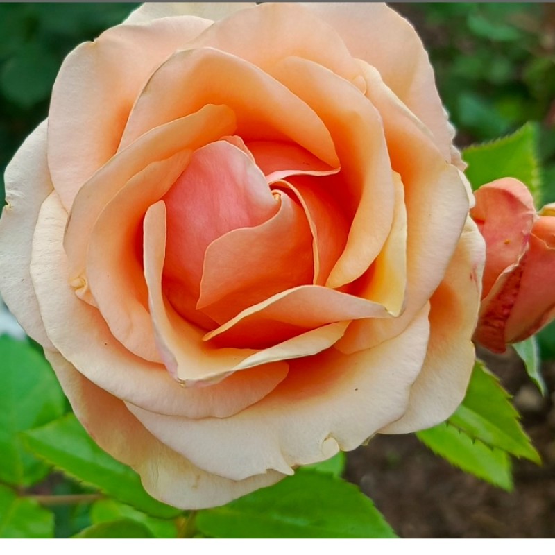 Olympic Palace Park rózsa