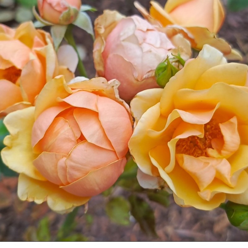 Olympic Palace Park rózsa