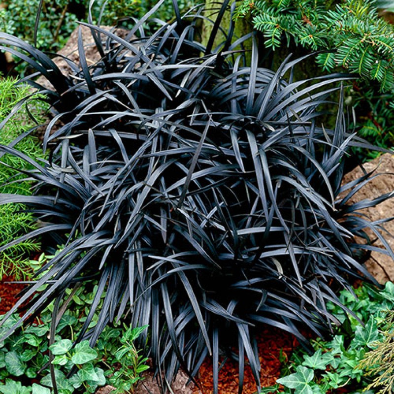 Ophiopogon planiscapus 'Niger' – fekete kígyószakáll