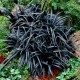 Ophiopogon planiscapus 'Niger' – fekete kígyószakáll