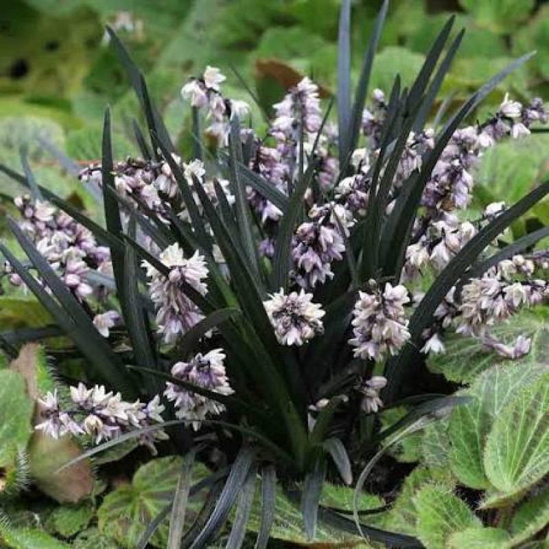 Ophiopogon planiscapus 'Niger' – fekete kígyószakáll