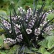 Ophiopogon planiscapus 'Niger' – fekete kígyószakáll
