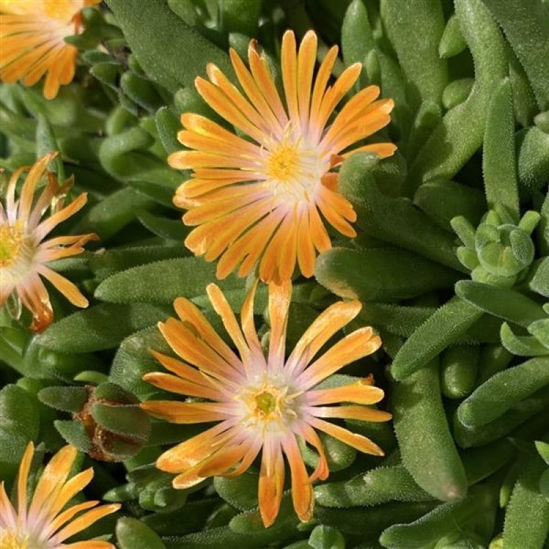 Delosperma ‘Orange Crush’ - Kristályvirág