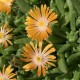Delosperma ‘Orange Crush’ - Kristályvirág