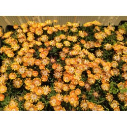 Delosperma ‘Orange Crush’ - Kristályvirág