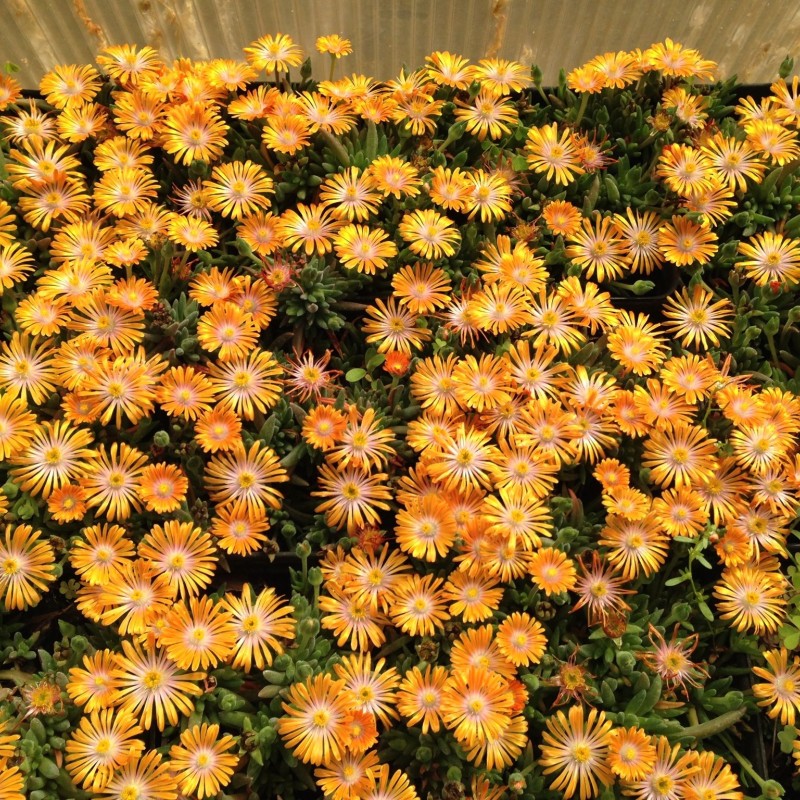 Delosperma ‘Orange Crush’ - Kristályvirág