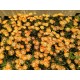 Delosperma ‘Orange Crush’ - Kristályvirág